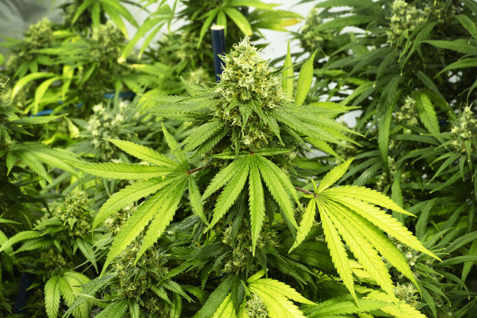 Cannabispflanze, © Thinkstock Cannabispflanze mit Blüten