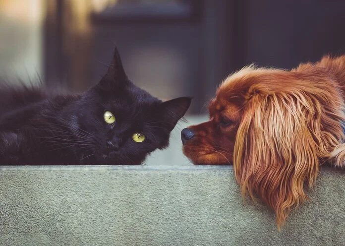 Katze und Hund, © StockSnap, Pixabay Eine scharze Katze und ein kleiner brauner Hund liegen sich friedlich gegenüber.