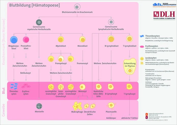 Entwicklung von Blut- und Immunzellen, © Krebsinformationsdienst, DKFZ Übersicht zur Entwicklung von Blut- und Immunzellen