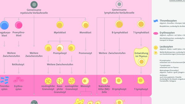 Übersicht zur Entwicklung von Blut- und Immunzellen