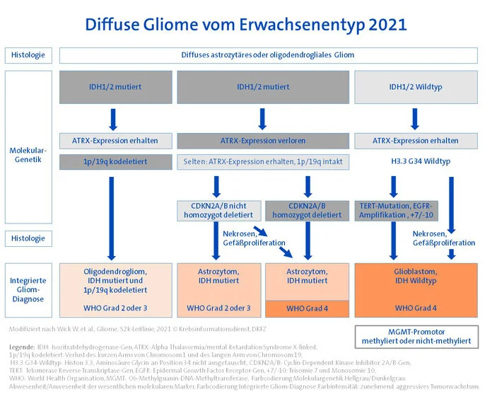 Klassifikation diffuser Gliome vom Erwachsenentyp 2021, © Krebsinformationsdienst, Deutsches Krebsforschungszentrum Ein Flussdiagramm führt anhand vorhandener beziehungsweise fehlender histologischer und molekulargenetischer Marker Schritt für Schritt zur Gliomdiagnose.