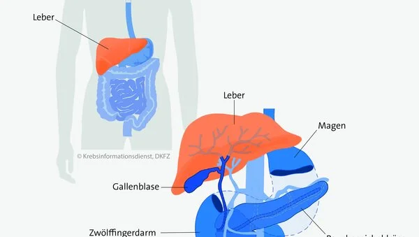 Lage der Leber, © Krebsinformationsdienst, DKFZ; Grafik: Asena Tunali Lage der Leber im Körper.