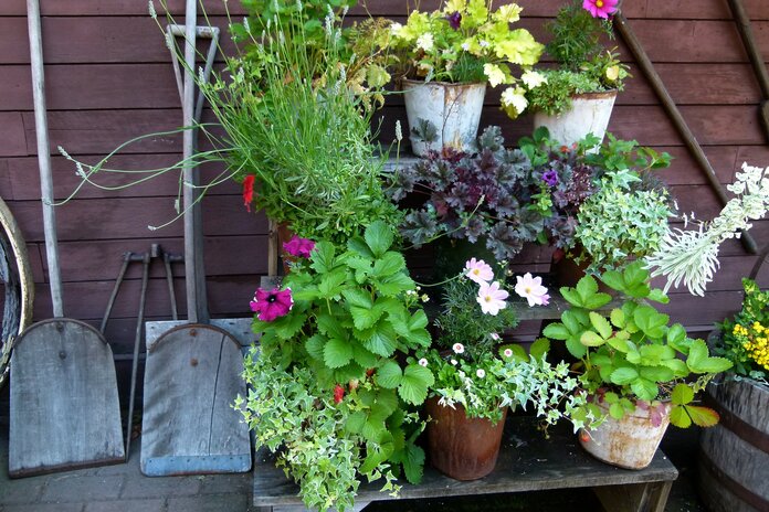 Blühende Topfpflanzen vor einem Gartenschuppen