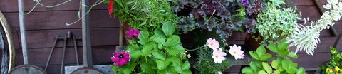 Blühende Topfpflanzen vor einem Gartenschuppen