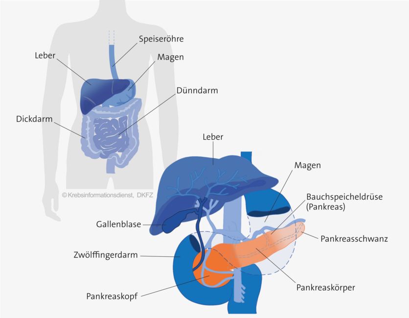 Lage Bauchspeicheldrüse, © Krebsinformationsdienst, DKFZ; erstellt von Asena Tunali Graphische Darstellung: Lage der Bauchspeicheldrüse (Pankreas) im Körper.