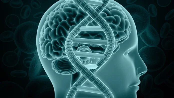 Molekulare Marker bei Hirntumoren, © 2020 Explode / Shutterstock Ein schematischer Querschnitt durch ein menschliches Gehirn wird von einer DNA-Doppelhelix überlagert.