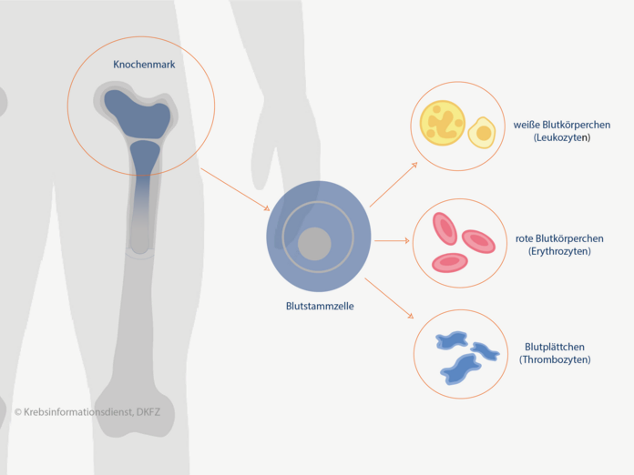 Blutbildung, © Krebsinformationsdienst, DKFZ; Grafik: Asena Tunali Blutzellen entstehen im Knochenmark aus Stammzellen.