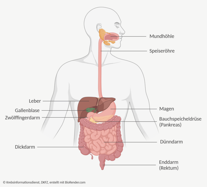 Speiseröhre Anatomie, © Krebsinformationsdienst, DKFZ; erstellt mit BioRender.com Schematische Darstellung eines Oberkörpers den Verdauungsorganen.