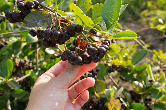 Eine Hand pflückt Aroniabeeren