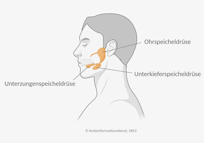 Lage der großen Speicheldrüsen , © Krebsinformationsdienst, DKFZ; erstellt mit BioRender.com Anatomie der großen Speicheldrüsen. Diese liegen vor den Ohren, am Unterkiefer und unter der Zunge.