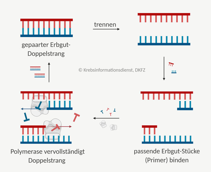 PCR , © Krebsinformationsdienst, DKFZ; erstellt mit BioRender.com Ablauf der PCR (Polymeraseketterreaktion)
