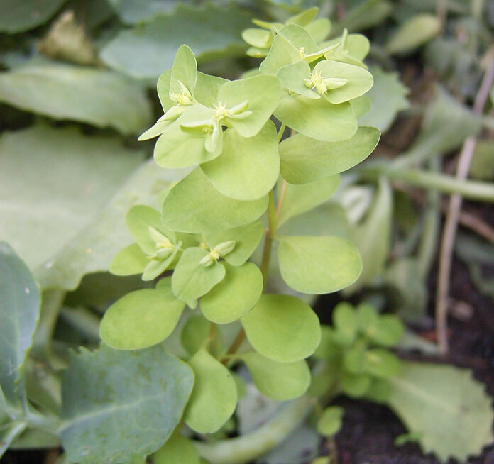 Garten-Wolfsmilch (Euphorbia peplus), © Caplio G4 User, Wikimedia Commons Garten-Wolfsmilch: unauffällige, grüne Pflanze mit rundlichen, glatten Blättern.