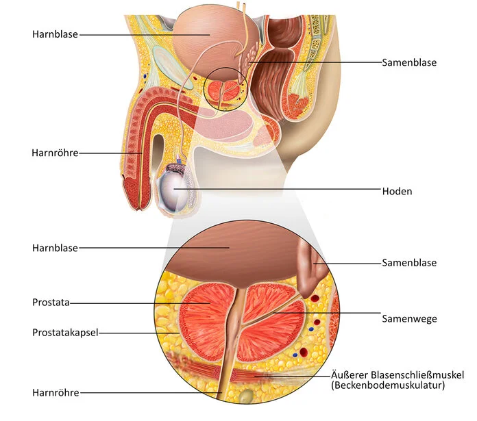 Anatomie und Lage der Prostata, © Frank Geisler Graphische Darstellung der Prostata: sie liegt unterhalb der Harnblase und grenzt zum Rücken hin an den Enddarm.