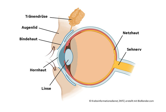 beschriftete Grafik anatomischer Sagittalschnitt durch das Auge