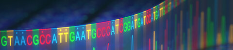 Abfolge von einzelnen Basen des Erbmaterials (DNA).