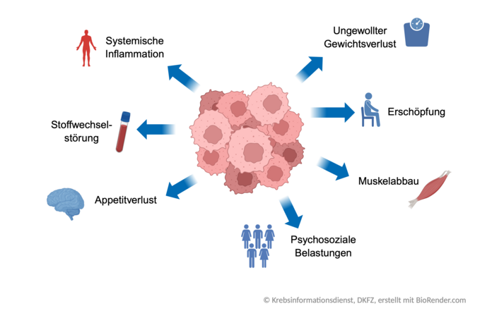 Tumorkachexie, © Krebsinformationsdienst, DKFZ; erstellt mit BioRender.com Infografik, wie sich eine Tumorkachexie im Körper auswirkt