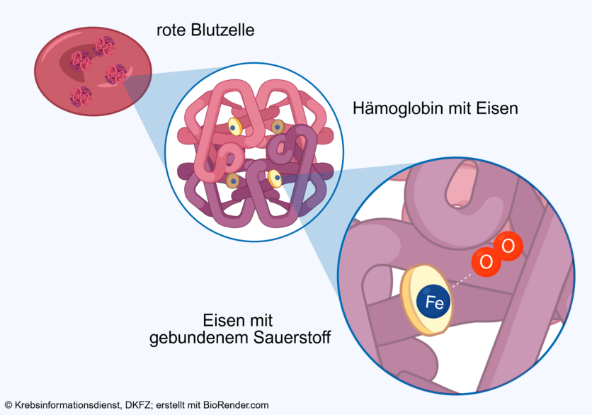 Sauerstoffbindung durch Hämoglobin, © Krebsinformationsdienst, DKFZ; erstellt mit BioRender.com Grafische Darstellung des in Hämoglobin enthaltenem Eisen, an welches der Sauerstoff für den Transport durch den Körper bindet.