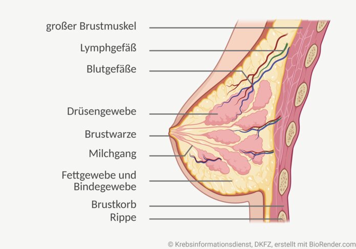Anatomie der weiblichen Brust, © Krebsinformationsdienst, DKFZ; erstellt mit Biorender.com Grafische Darstellung vom anatomischen Aufbau einer weiblichen Brust. Abgebildet sind Gewebe, Blut- und Lymphgefäße, Milchgänge und Brustwarze