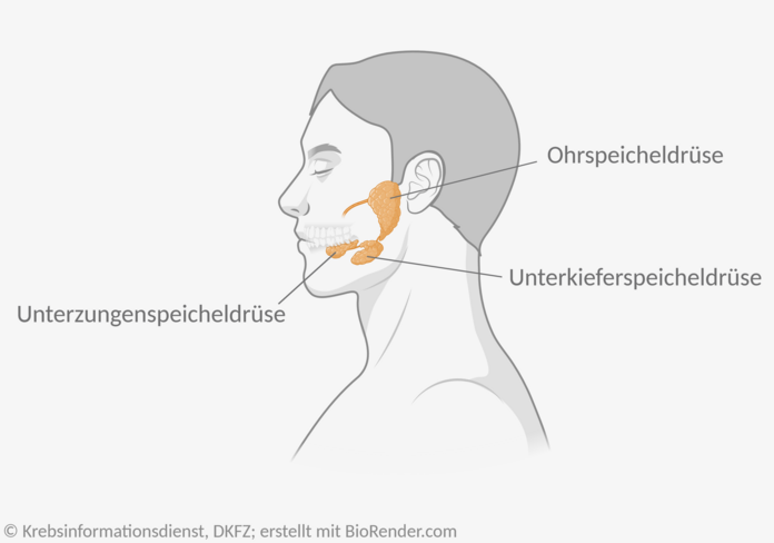 Lage der großen Speicheldrüsen , © Krebsinformationsdienst, DKFZ; erstellt mit BioRender.com Anatomie der großen Speicheldrüsen. Diese liegen vor den Ohren, am Unterkiefer und unter der Zunge.