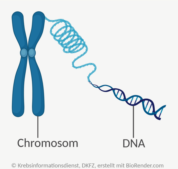 Chromosom und DNA, © Krebsinformationsdienst, DKFZ; erstellt mit BioRender.com Schematische Darstellung von DNA und Chromosom