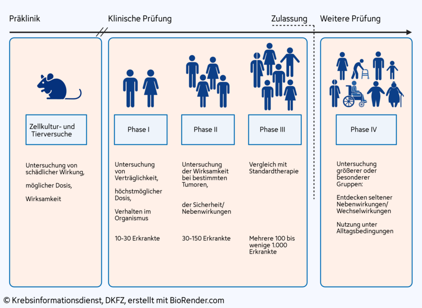 Phasen vorklinischer und klinischer Studien, © Krebsinformationsdienst, DKFZ; erstellt mit Biorender.com In der Präklinik wird an Zellkulturen und Versuchstieren die Wirkung von neuen Substanzen und Methoden erprobt. In der klinischen Prüfung folgen die Phase I bis Phase IV. Sie verfolgen das Ziel, Sicherheit und Wirksamkeit einer Substanz oder Methode an Menschen zu untersuchen.