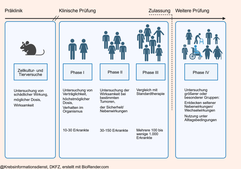 In der Präklinik wird an Zellkulturen und Versuchstieren die Wirkung von neuen Substanzen und Methoden erprobt. In der klinischen Prüfung folgen die Phase I bis Phase IV. Sie verfolgen das Ziel, Sicherheit und Wirksamkeit einer Substanz oder Methode an Menschen zu untersuchen.