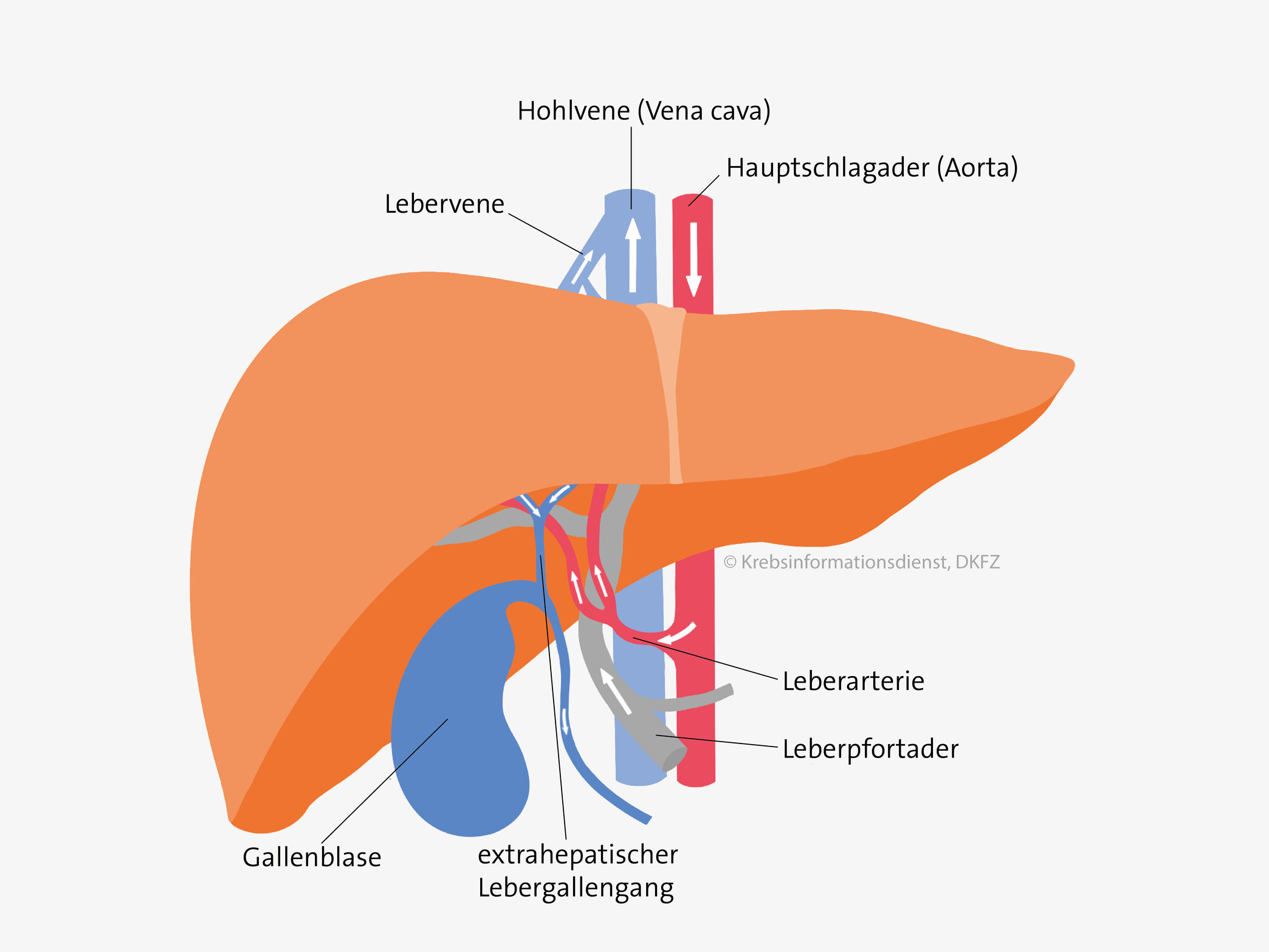 Wie Lebermetastasen entstehen DKFZ Krebsinformationsdienst