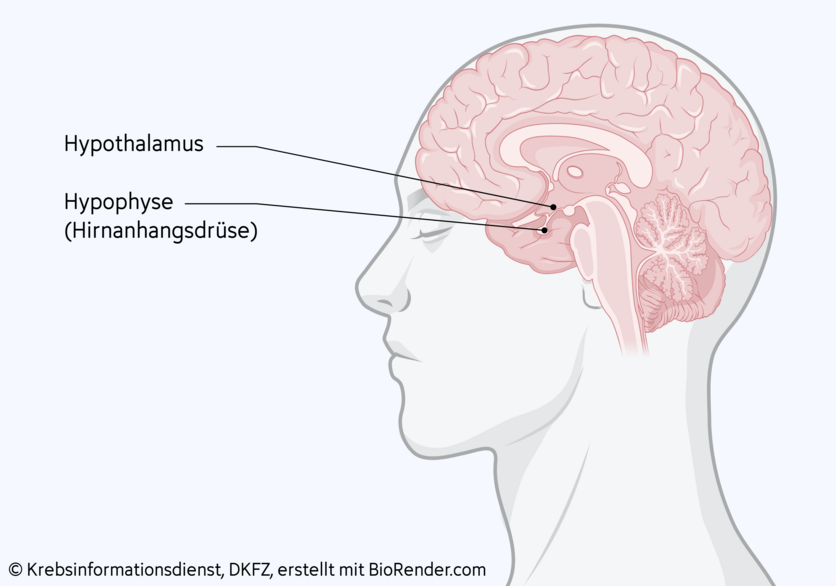 Anatomische Darstellung des menschlichen Gehirns sowie die Lage des Hypothalamus und der Hypophyse (Hirnanhangsdrüse).