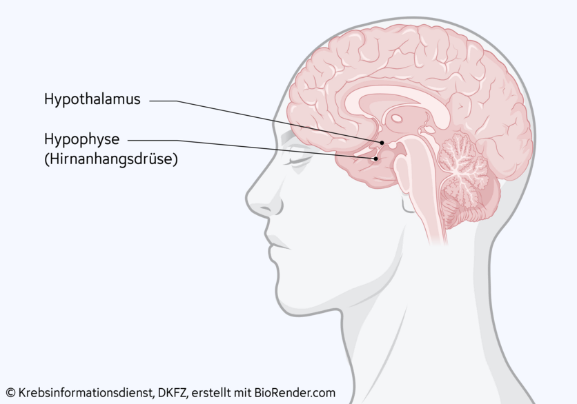 Gehirn, © Krebsinformationsdienst, DKFZ; erstellt mit BioRender.com Anatomische Darstellung des menschlichen Gehirns sowie die Lage des Hypothalamus und der Hypophyse (Hirnanhangsdrüse).
