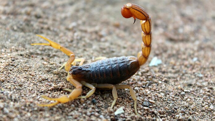 Skorpion mit hochgestelltem Giftstachel auf sandigem Untergrund