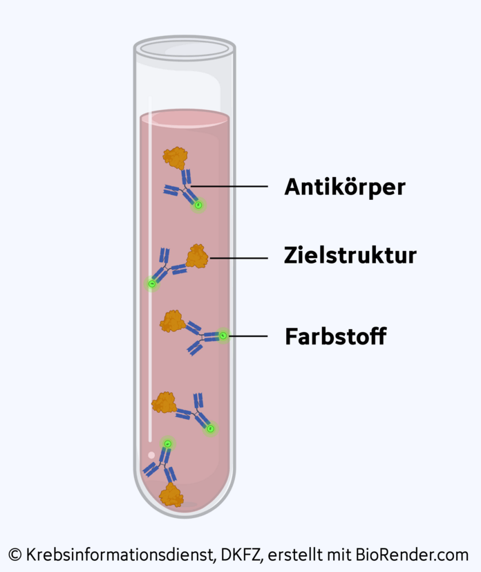 Antikörper binden an Zielstrukturin einem Röhrchen