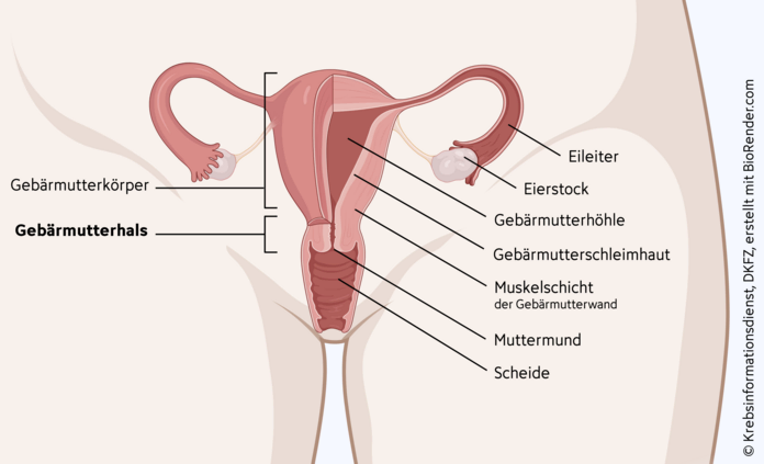 Gebärmutterhals, , © Krebsinformationsdienst, DKFZ; erstellt mit BioRender.com Anatomie der weiblichen Geschlechtsorgane mit Gebärmutterhals am unteren der Scheide