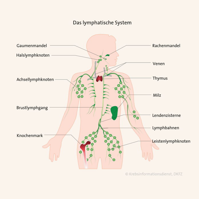 Das lymphatische System, © Krebsinformationsdienst, DKFZ; erstellt von Lena Passek Das lymphatische System mit Lymphbahnen, Brustlymphgang, Achsel-, Hals- und Leistenlymphknoten, Gaumen- und Rachenmandeln sowie Thymus, Milz, Lendenzisterne und Knochenmark.