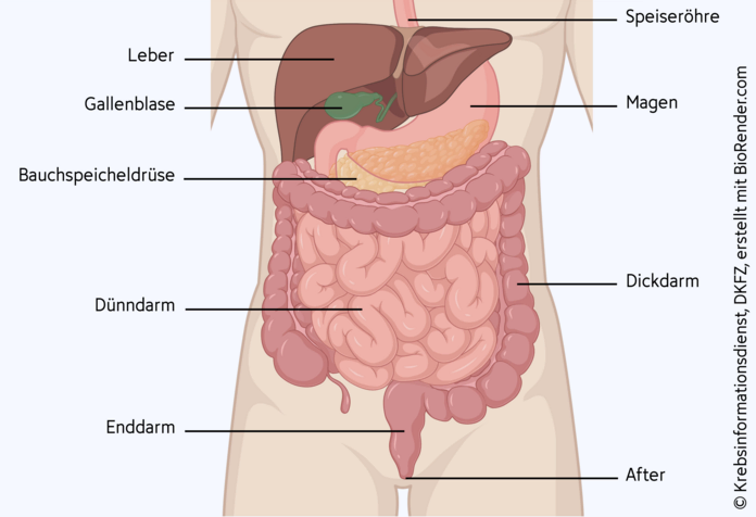 Verdauungsorgane des menschlichen Körpers, © Krebsinformationsdienst, DKFZ; erstellt mit BioRender.com Schematische Darstellung der Verdauungsorgane im menschlichen Körper.