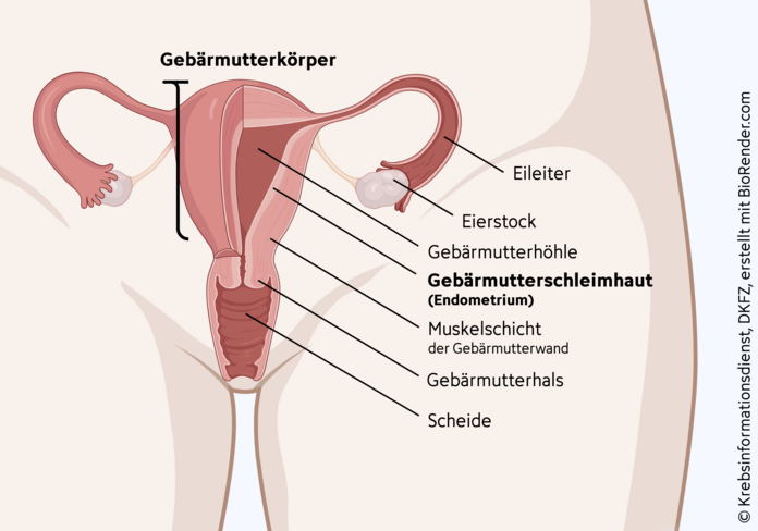 gebaermutterkoerper-weibliche-geschlechtsorgane, Krebsinformationsdienst, DKFZ, erstellt mit BioRender.com Beschriftete anatomische Darstellung der weiblichen Geschlechtsorgane.