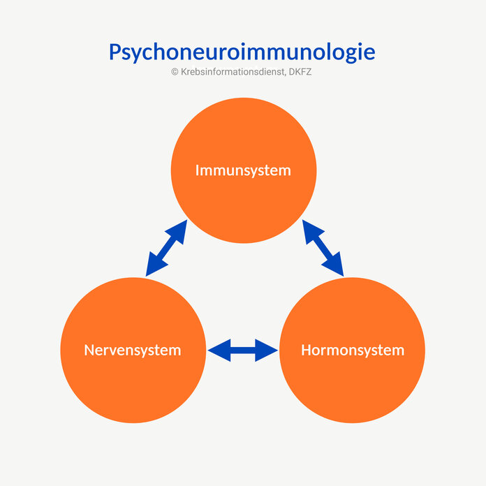 Psychoneuroimmunologie, © Krebsinformationsdienst, DKFZ; erstellt mit BioRender.com Vereinfachte schematische Darstellung der Psychoneuroimmunologie mit den Wechselwirkungen zwischen Nerven-, Immun- und Hormonsystem.