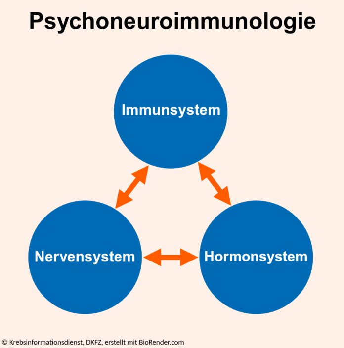 Psychoneuroimmunologie, © Krebsinformationsdienst, DKFZ; erstellt mit BioRender.com Vereinfachte schematische Darstellung der Psychoneuroimmunologie mit den Wechselwirkungen zwischen Nerven-, Immun- und Hormonsystem.