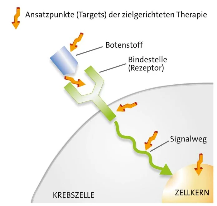 Angriffspunkte von zielgerichteten Krebstherapien, © Krebsinformationsdienst, DKFZ Angriffspunkte für zielgerichtete Threapien sind mit einem Pfeil markiert: Bindestellen an der Oberfläche von Krebszellen, Botenstoffe, Signalwege innerhalb von Krebszellen.
