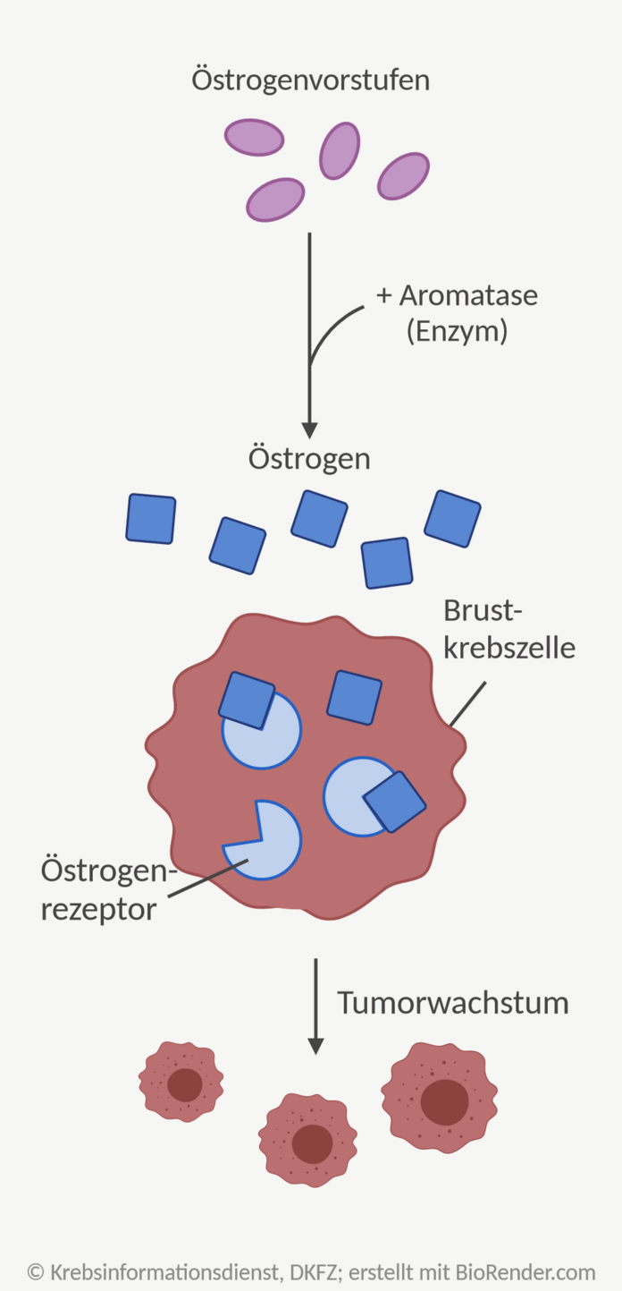 Schematische Darstellung, wie Östrogen durch die Aromatase aus Östrogenvorstufen entsteht, an Bindestellen innerhalb der Brustkrebszelle bindet und so zum Tumorwachstum beiträgt.