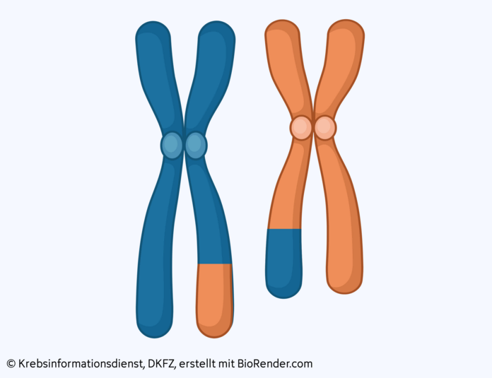 Zwei Chromosomen tauschen einen Abschnitt