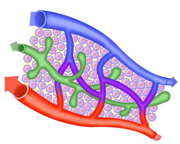 Graphische Darstellung der Lymphgefäße: Venen blau, Arterien rot, Lymphgefäße grün