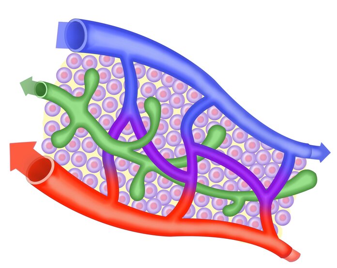 Lymphgefäße, © ilusmedical, Shutterstock Graphische Darstellung der Lymphgefäße: Venen blau, Arterien rot, Lymphgefäße grün