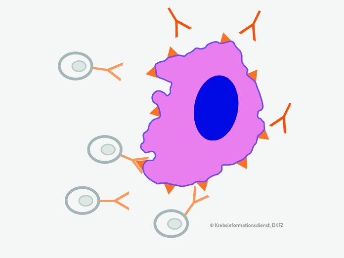 Immuntherapie © Krebsinformationsdienst, Deutsches Krebsforschungszentrum