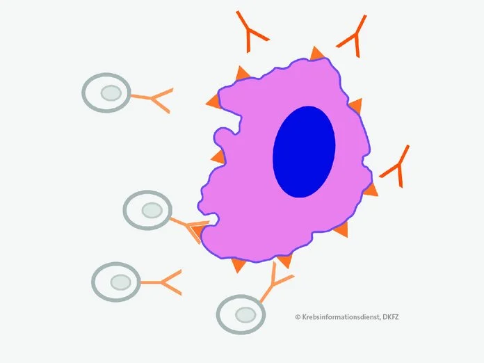 Immuntherapie, Krebsinformationsdienst, Deutsches Krebsforschungszentrum Immuntherapie © Krebsinformationsdienst, Deutsches Krebsforschungszentrum
