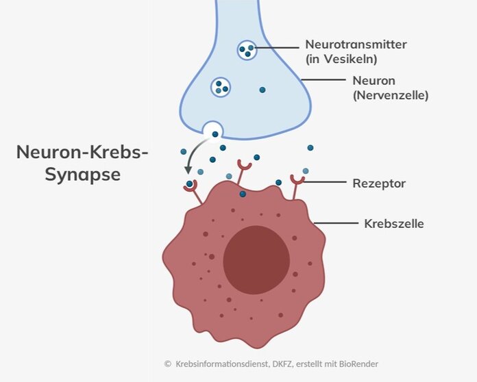 Verbindung (Synapse) zwischen Nervenzelle (Neuron) und Krebszelle: Die Nervenzelle schüttet Botenstoffe (Neurotransmitter) in den synaptischen Spalt aus. Die Krebszelle empfängt die Signale über Bindungsstellen auf ihrer Oberfläche (Rezeptoren).
