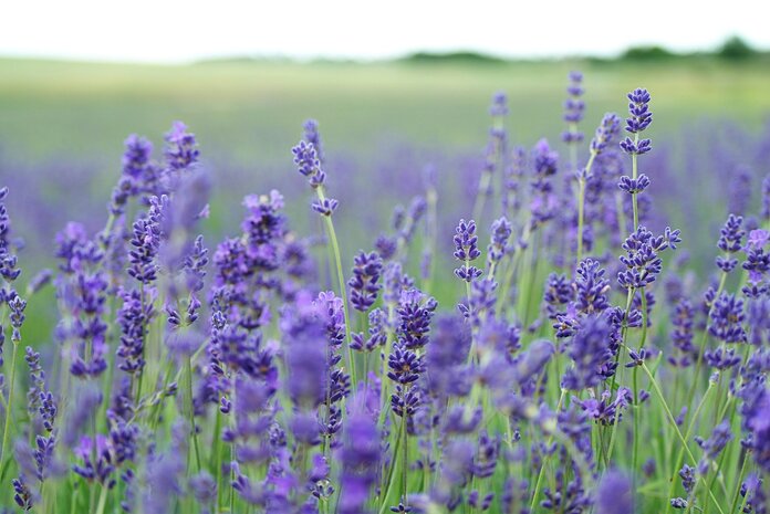 Lavendel wird in der komplementären Pflege zur Entspannung und Beruhigung eingesetzt: von Fußbädern über Auflagen und Wickel bis hin zu Ölbädern.