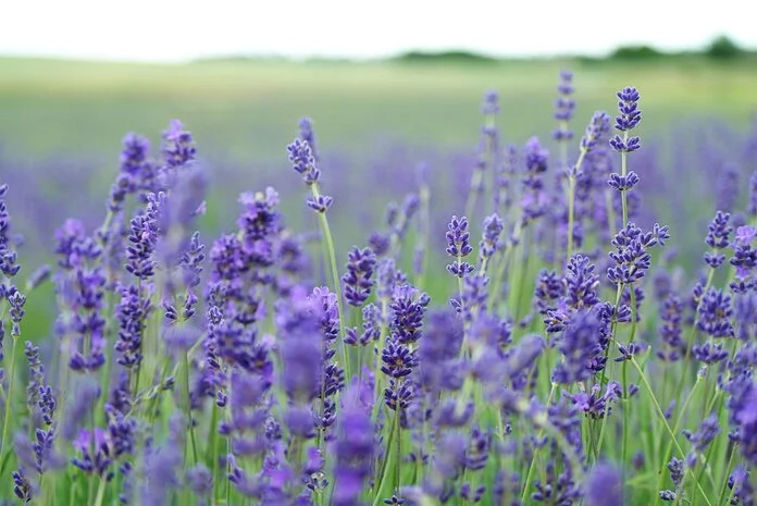Lavendel, © Annie Spratt, Unsplash Lavendel wird in der komplementären Pflege zur Entspannung und Beruhigung eingesetzt: von Fußbädern über Auflagen und Wickel bis hin zu Ölbädern.