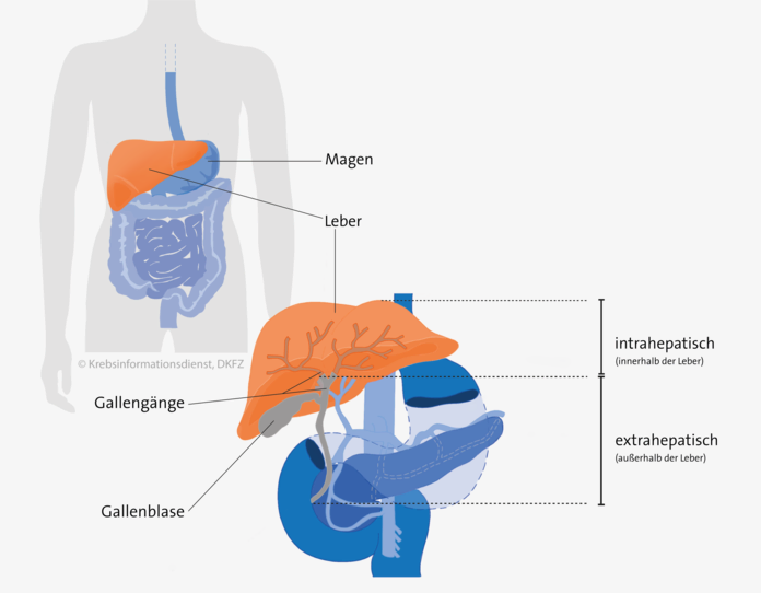 Lage der Gallengänge, © Krebsinformationsdienst, DKFZ; erstellt von Asena Tunali Grafische Darstellung: Lage der Gallenblase im Körper und Verlauf der Gallengänge innerhalb und außerhalb der Leber.