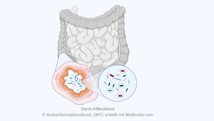 Grafik des Dickdarms mit schematischer Vergrößerung eines Dickdarmquerschnitts und Mikroskop-Ansicht von Bakterien des Darm-Mikrobioms