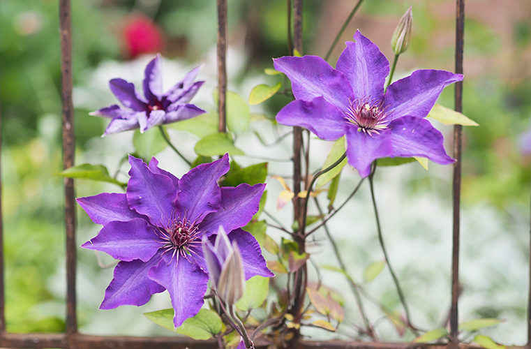Clematis Clematis mit lilafarbenen Blüten.